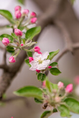 Blooming branch of apple in spring time