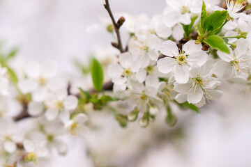Cherry blossom in spring time