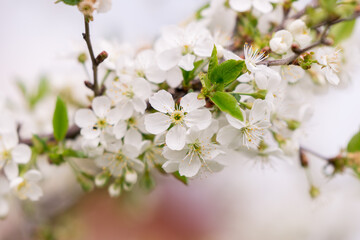Cherry blossom in spring time