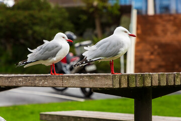 seagull on a picnic table