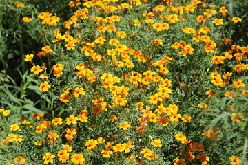 yellow flowers background