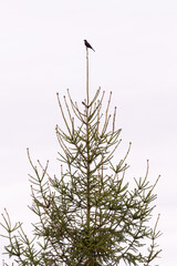 Blackbird sitting in top of a fir tree