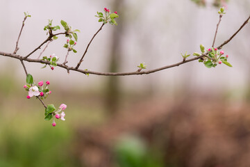 Blooming branch of apple in spring time