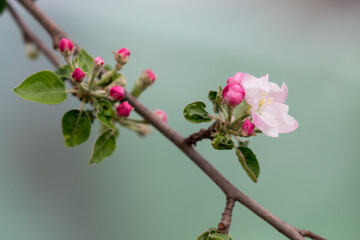 Blooming branch of apple in spring time