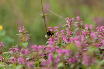 Lamium purpureum flower in bloom in spring season