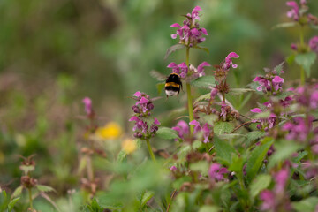Lamium purpureum flower in bloom in spring season