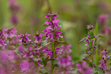 Lamium purpureum flower in bloom in spring season