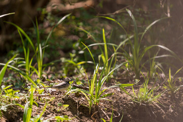 Wagtail bird sitting in green grass in spring time