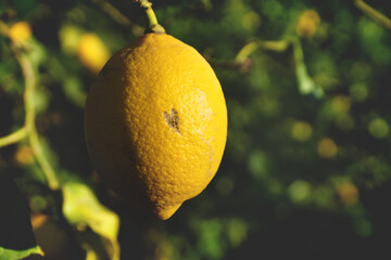 Close up of a growing lemon with a heart shaped marking