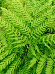Green fern leaves in the forest close-up and from afar.