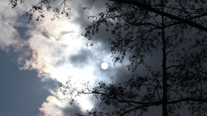 A disk of the sun, hidden by clouds, and an old tree next to it.