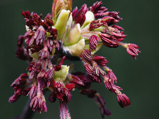 Budding flowers or buds of a tree in springtime macro