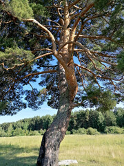 A pine tree in a green clearing, illuminated by the sun.