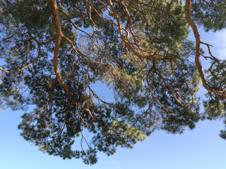 Fototapeta premium Pine leaves and branches close-up.