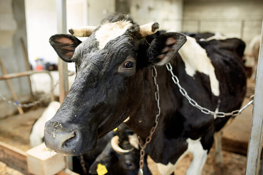 A herd of cows inside a dairy farm eating grass and hay, drinking water