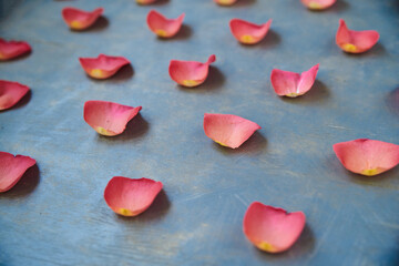 Vivid pink red rose petals lined and isolated on grey background. Wedding Bridal Valentines Women's Day celebration. Close-up picture of Floral holiday decorations.