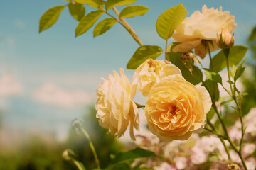 Yellow rose in garden on blue sky background/ Graham Thomas english rose in vintage stile