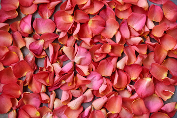 Vivid pink red rose petals scattered isolated on grey background. Wedding Bridal Valentines Women's Day celebration. Close-up picture of Floral holiday decorations.