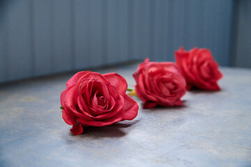 Three vivid pink red rose flowers' buds isolated on grey background. Wedding Bridal Valentines Women's Day celebration. Floral holiday decorations.