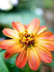 orange flower closeup