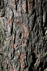 Bark pine tree background.