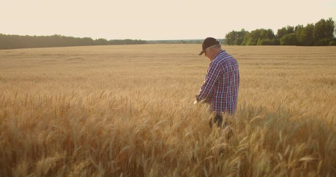 Senior Adult farmer in a field with spikes of rye and wheat touches his hands and looks at the grains in slow motion