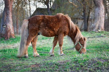 Red pony horse grazing on the green meadow