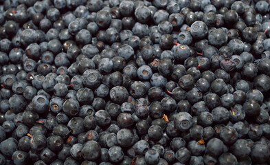 Berry texture. Freshly picked berries of ripe blueberries. Placers of nature's gifts.