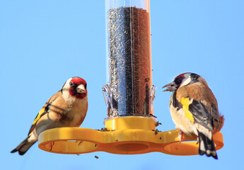Pair of beautiful European Goldfinches perched on a plastic yellow birdfeeder feeding on Niger seed against a clear blue sky
