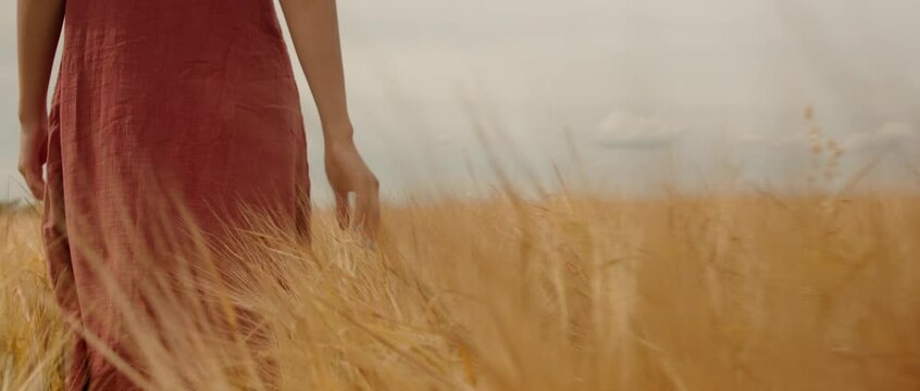 Girl hand in closeup shot moves through barley spica with very nice hand focus