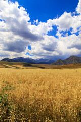 Yellow wheat field against the background of mountains and blue sky. Harvest bread. Summer landscape. Kyrgyzstan