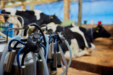 A herd of cows inside a dairy farm eating grass and hay, drinking water.