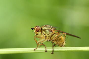 mosca comun en el tallo de una hierba, se aprecia bien el detalle del pequeño insecto