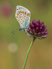 esta mariposa tiene el interior de las alas completamente azules, descasa sobre una flor