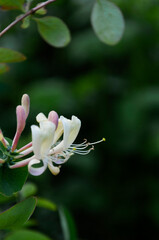 Lonicera etrusca, Etruscan honeysuckle