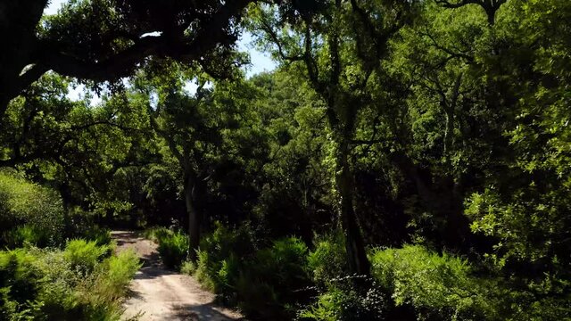 cork oak natural area of Mosquera alto palancia spain mditerranean aerial view