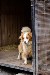 Young mix breed abused blind dog in cage. Village sad and feared dogs.