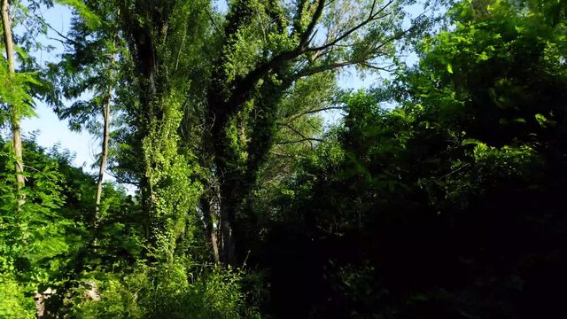 cork oak natural area of Mosquera alto palancia spain mditerranean aerial view
