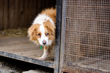 Young mix breed abused blind dog in cage. Village sad and feared dogs.