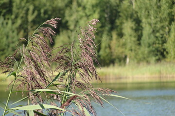 reeds in the water