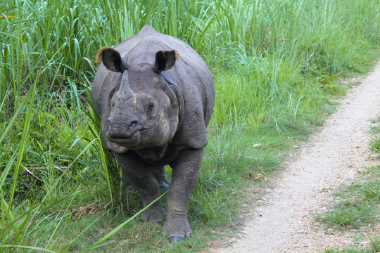 Indian grey rhino with big fluffy ears chewing in the grass