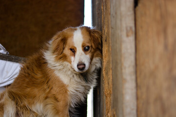 Young mix breed abused blind dog in wooden cage. Village sad and feared dogs.