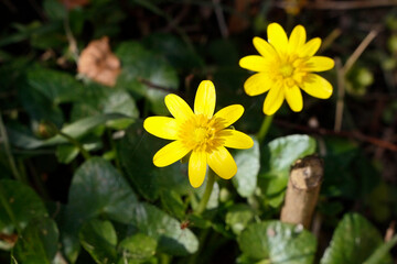 Yellow flower petals of the lesser celendine plant - Ficaria verna