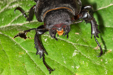 The European stag beetle (Lucanus cervus) is one of the best-known species of stag beetle (family Lucanidae) in Europe, and is the eponymous example of the genus. Lucanus cervus female
