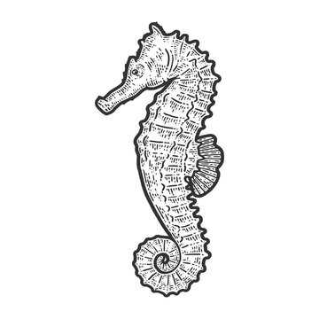 Seahorse fish. Sketch scratch board imitation. Black and white.