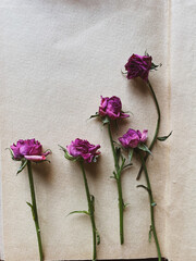 dried roses on a craft background