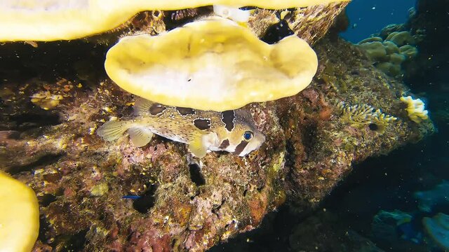 Puffer fish underwater in colorful reef close to the seabed