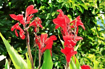 グラジオラスの花