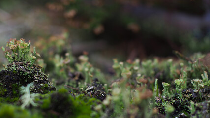 Humus forestier par temps humide, en automne