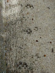 huellas de perro en el cemento
